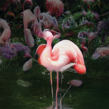 Pink Flamingos